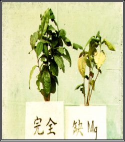 缺镁2.png