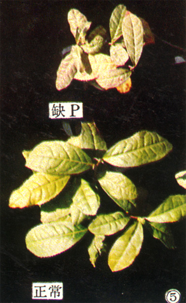 缺磷2.png